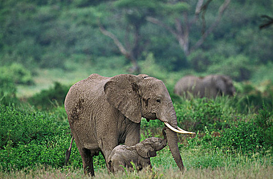 非洲象,母兽,肯尼亚