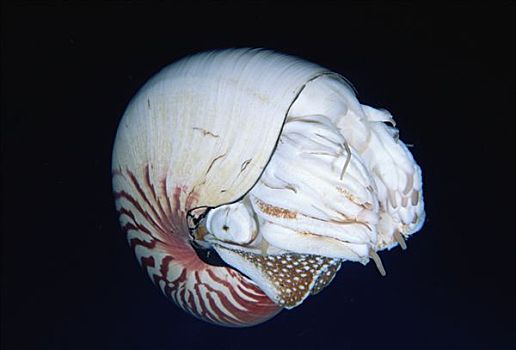 鹦鹉螺,脚,深,巴布亚新几内亚