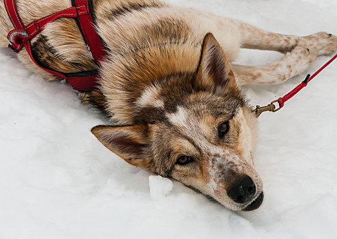 哈士奇犬,雪橇狗,拉普兰,瑞典,开端,雪撬,旅游