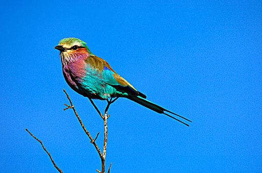 紫胸佛法僧鸟,佛法僧属,禁猎区,南非,非洲
