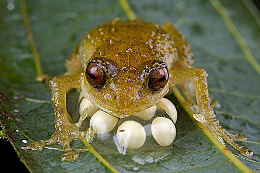 青蛙,防护,蛋,巴布亚新几内亚