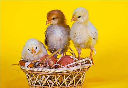 小,幼仔,鸡,复活节彩蛋