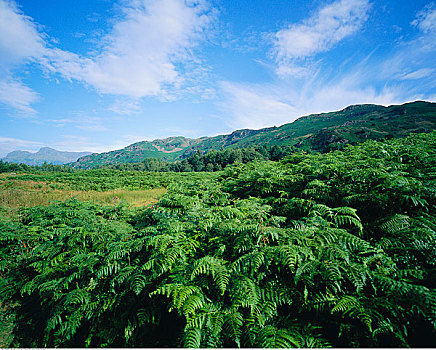 叶子,山坡,湖区,坎布里亚,英格兰