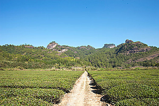 茶园,星,乡村,武夷山,山,福建,中国