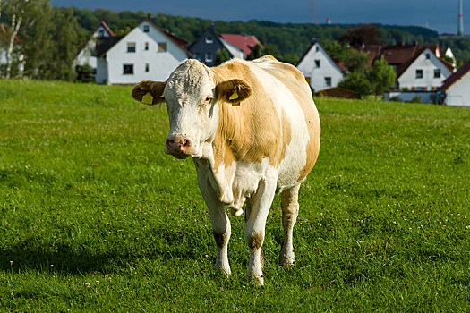 母牛,草场,背景,乡村,房子
