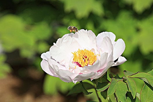 牡丹花,蜜蜂