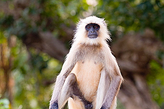 印度,猴子,丛林,伦滕波尔国家公园,拉贾斯坦邦