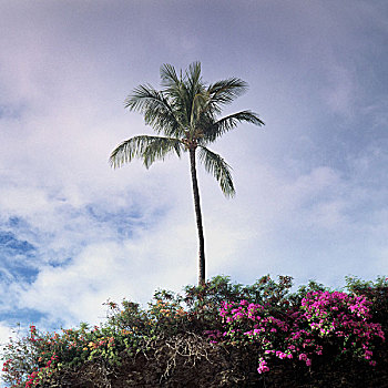 棕榈树,茂密,叶子,毛伊岛,夏威夷