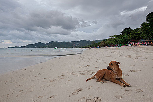 海滩,热带海岛,狗,沙滩,云