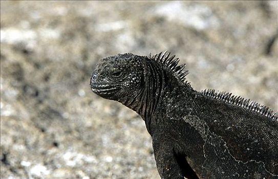 海鬣蜥,加拉帕戈斯