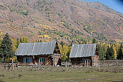 新疆阿勒泰喀纳斯牧场里的小屋