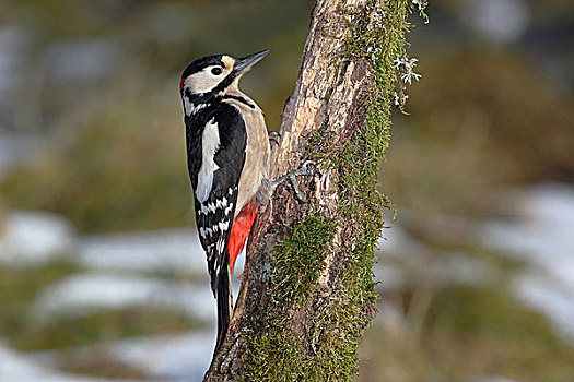 大斑啄木鸟,死,木头,冬天,北莱茵威斯特伐利亚,德国,欧洲