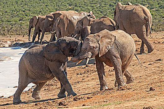 非洲象,幼兽,玩,水潭,阿多大象国家公园,南非,非洲