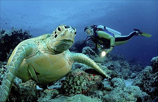 绿海龟,龟类,游泳,海中,潜水者,背景