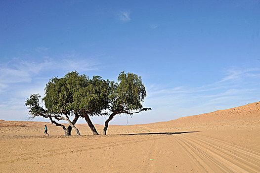 阿曼苏丹国,荒芜,女人,走,小树林,树,中间,赭色,沙漠