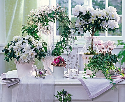 安放,白色,花,杜鹃,盆栽植物