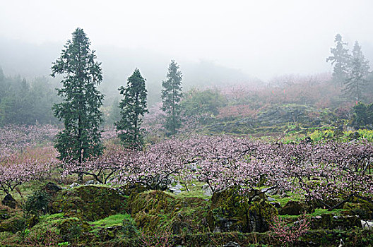 桃花景色