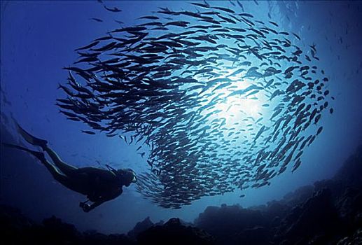 加拉帕戈斯群岛,潜水,鱼群,黑色,条纹