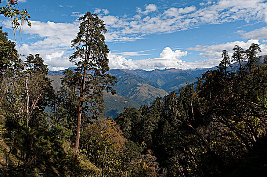 俯拍,树,山,乡村,地区,不丹