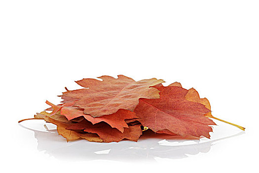 红栎,秋叶,隔绝,白色背景,背景