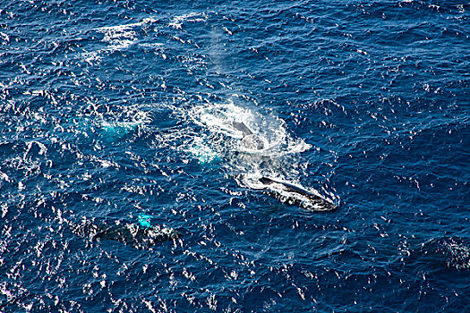 驼背鲸,毛伊岛,夏威夷