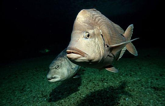 鲷鱼,南非,印度洋