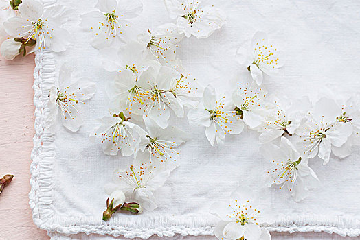 白花,白色背景,布,装饰,边