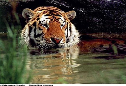 西伯利亚虎,虎,游泳,猫科动物,哺乳动物,动物