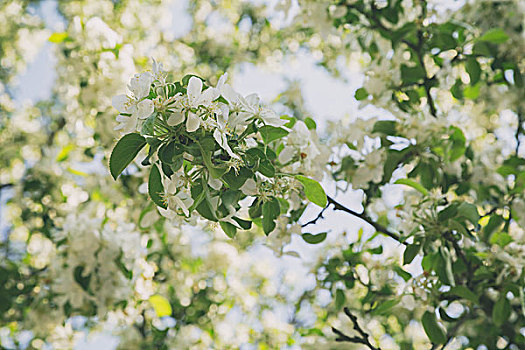 苹果树,花,白花,白天,照片