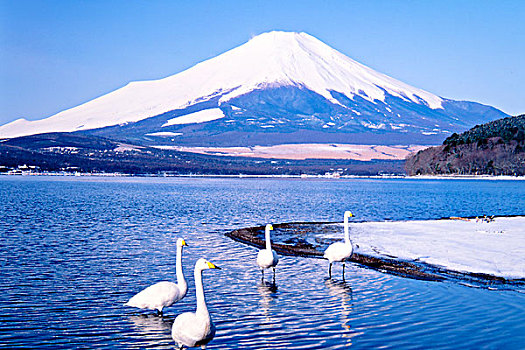 野鸟,山,富士山