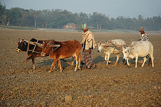 农民,犁,地点,孟加拉,一月,2008年
