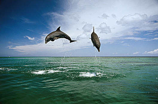 海洋,普通,海豚,真海豚,跳跃,序列,水,野生动物,动物,哺乳动物,齿鲸,移动,两个,象征,力量,能量,动感