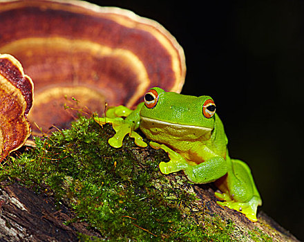 树蛙,阿瑟顿高原,昆士兰,澳大利亚
