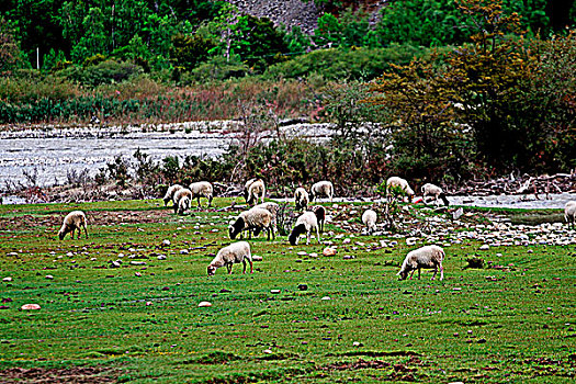 散养在高原草地上的羊群