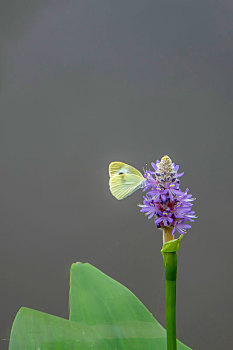 蝴蝶,蝶恋花