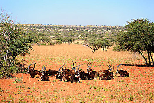 羚羊,尼日尔,成年,牧群,休息,禁猎区,卡拉哈里沙漠,北角,南非,非洲
