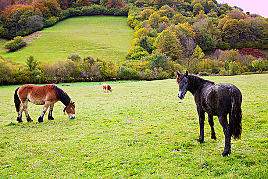 马,母牛,放牧,比利牛斯山脉,绿色,秋天,草地,西班牙