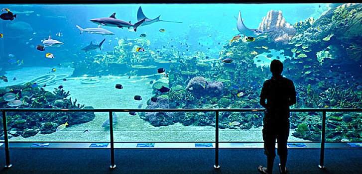 大,展示,水族箱,鲨鱼,观众,海洋世界,冲浪者天堂,黄金海岸,新南威尔士,澳大利亚
