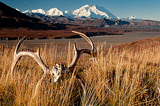 景色,山,麦金利山,北美驯鹿,鹿角,德纳里峰国家公园,保存,室内,阿拉斯加,秋天