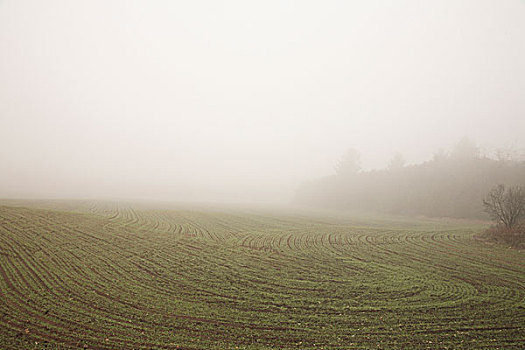 农田,雾,西部,安大略省,加拿大