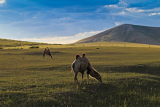 内蒙古草原骆驼