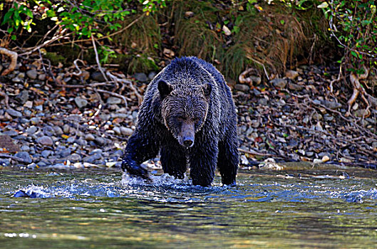 褐色,熊,捕鱼,三文鱼,贝拉库拉,不列颠哥伦比亚省,加拿大,北美