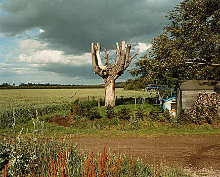 树,地点,木堆,风暴,云,剑桥郡,英国,六月,2004年