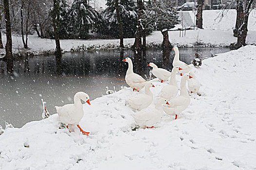 冬天雪景下雪河边的鹅