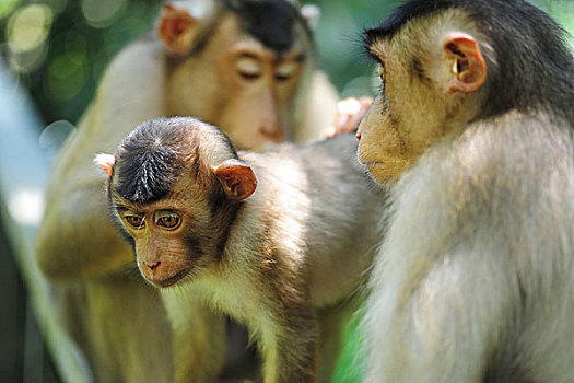 malaysia,borneo,sepilok,southern,pig-tailed,macaque,macaca,nemestrina,adult,female,with,baby,in,primary,rainforest,lousing