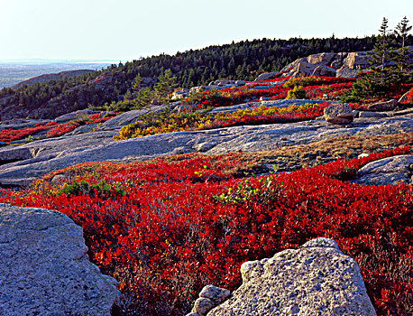 阿卡迪亚国家公园,缅因,美国,花冈岩,基岩,深红色,叶子,黑色,越橘,秋天,山,荒岛,大幅,尺寸