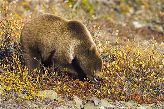 大灰熊,棕熊,吃,浆果,彩色,秋天,苔原,聚集,枝条,水果,德纳里峰国家公园,阿拉斯加