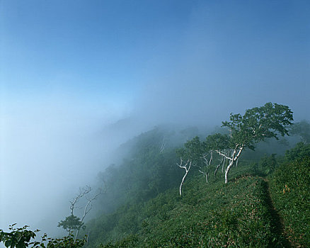 雾,树林,湖