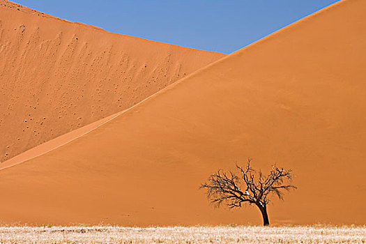 刺槐,枯木,沙丘,背景,纳米比诺克陆夫国家公园,纳米比亚