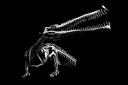 北碚鳄化石骨骼装架